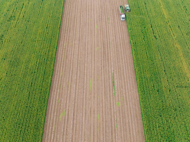 istock Aerial view of silage corn harvest 1439836990