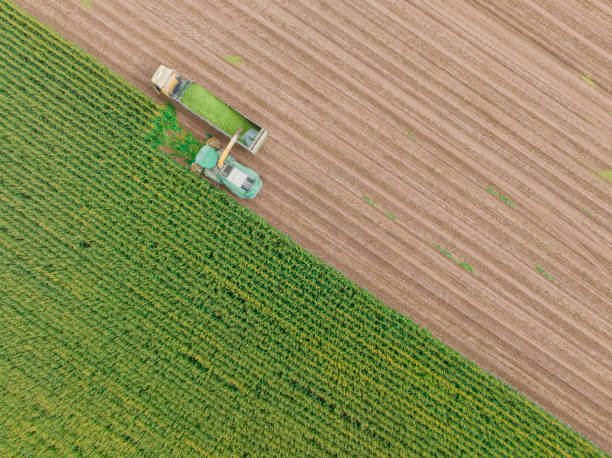 istock Aerial view of silage corn harvest 1439837023