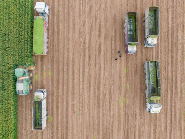 istock Aerial view of silage corn harvest 1439837094