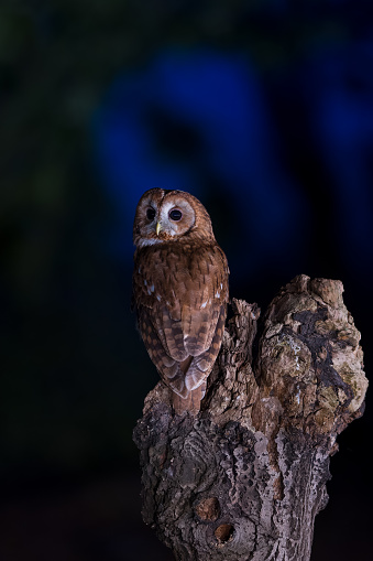 The tawny owl, also called the brown owl, is commonly found in woodlands across Europe to western Siberia, and has seven recognized subspecies. It is a stocky, medium-sized owl, whose underparts are pale with dark streaks, and whose upper body may be either brown or grey.