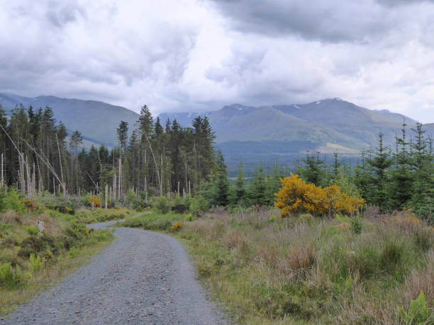 a gravel track leading to a forest with rugged mountains and stormy clouds behind - logging road imagens e fotografias de stock