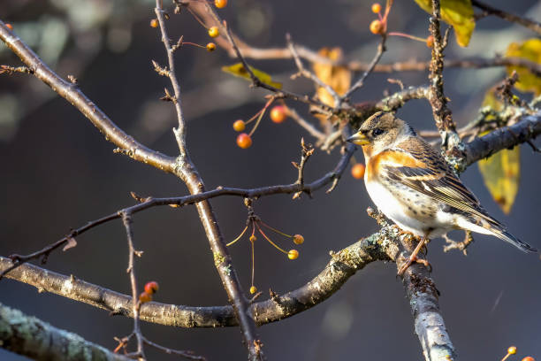istock Brambling on a branch of tree in autumn forest. 1439839763