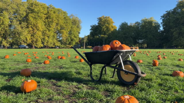 Wheelbarrow full of pumpkins
