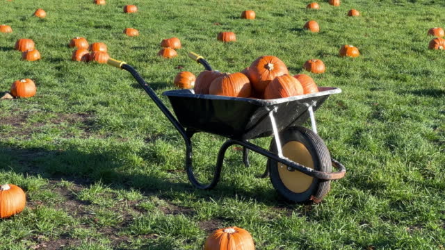 Wheelbarrow and field full of pumpkins in October