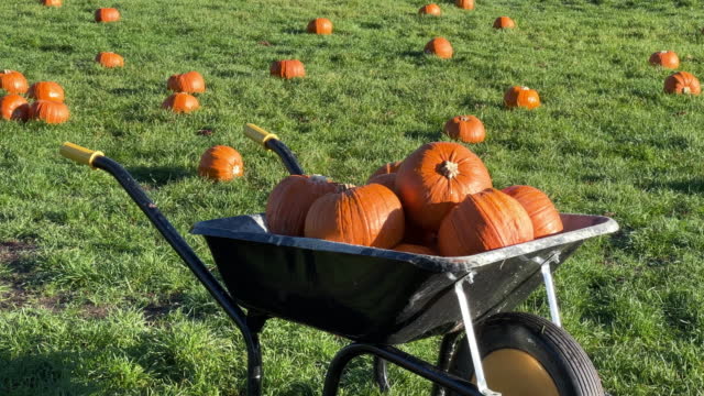 Wheelbarrow full of bright orange pumpkins