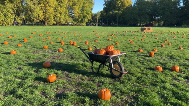 Field full of pumpkins in autumn