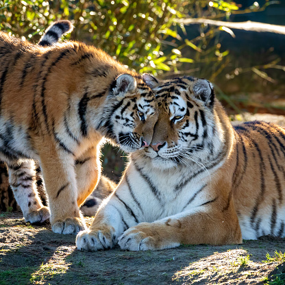 Tiger walking around the water with green bamboo background