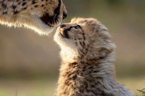 cheetah kitten
