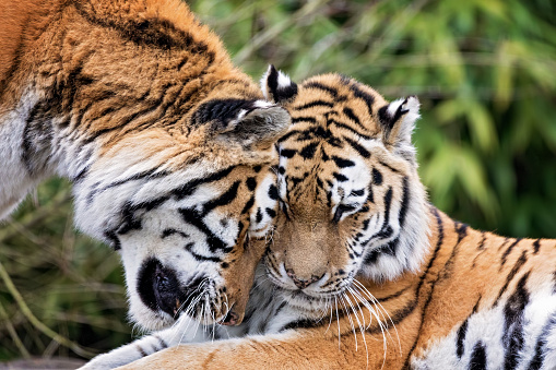 Portrait shot of a tiger mother and her cub.