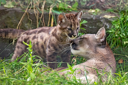 mom with baby cougar