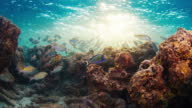 istock Sunset reef underwater. Fishes swim on the coral reef during sunset in the Maldives 1439843184
