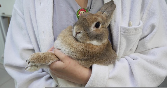 A beautiful domestic rabbit sits in the hands of a doctor in a white coat. The owners took the rabbit for a routine checkup to the veterinarian. The concept of a rabbit at the veterinarian..