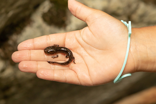 newt on a child's hand. Concept of interest for animals and science already as children