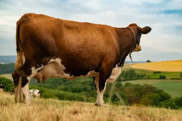 Low angle shot of a brown-white Holstein Friesian cow on a pasture, looking to the horizon, Germany