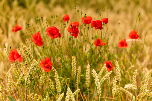 Group of red blooming poppy flowers (Papaver rhoeas) in the middle of a wheat field