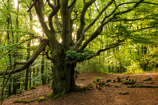 Mighty old beech tree with twisted branches in a lush early summer forest, Germany