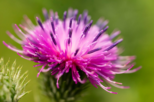 Beautiful macro shot of the bright purple and pink colors of a spear thistle flower (Cirsium vulgare)
