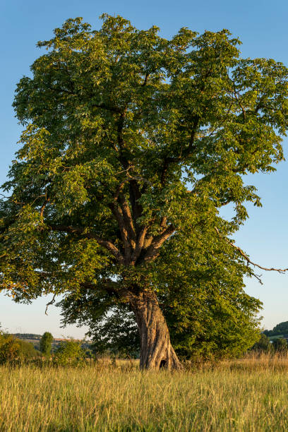 istock Horse chestnut tree (Aesculus hippocastanum) in warm evening light 1439845307