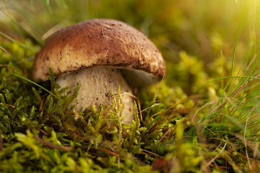 porcini mushroom, Boletus mushroom, ceps growing in forest. Wild mushroom growing in forest. Ukraine.