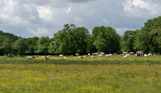 Dutch countryside with green grass and cows