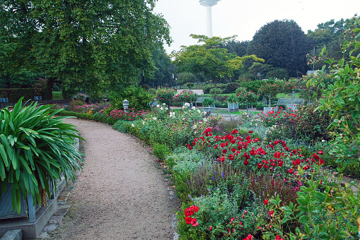 Hamburg - flowers garden ( rose garden) in  Botanical garden (Planten un Blomen) and TV-tower - on background