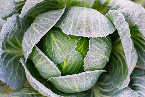Cabbage leaves covered with frost after the first frost. Top view. Closeup. Green natural background.