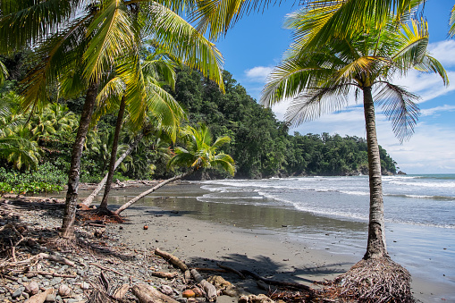 Landscape with palm trees in Playa Ventanas, Costa Rica