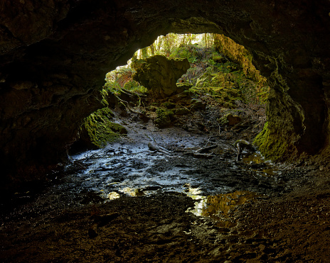Cave mouth in the Enchanted Forest, Heaphy Track, Kahurangi National Park, Tasman Nelson region, south island, Aotearoa / New Zealand.