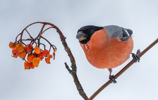 Bullfinch sits on a branch of a red mountain ash on a frosty winter morning