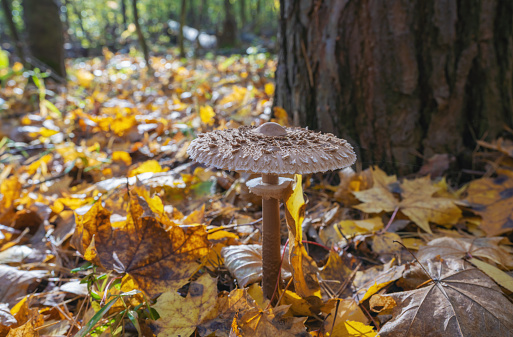 Macrolepiota mushroom close-up in the autumn forest among fallen leaves