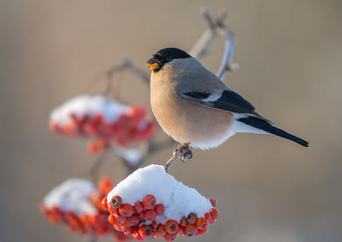 Bullfinch sits on clusters of red mountain ash covered with snow caps illuminated by the rays of the sun on a frosty winter morning
