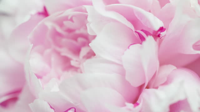 4K Time Lapse of blooming pink peony flower close-up