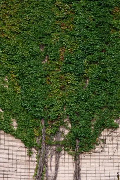 Photo of Wall overgrown with Parthenocissus quinquefolia plant, known as Virginia creeper or Boston Ivy, five leaved ivy or five-finger wild grape. A wall of green.