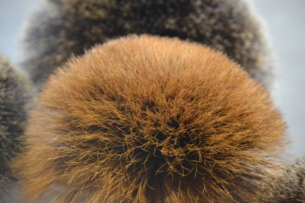 istock A goat hair in a bunch from Berchtesgaden 1439854179