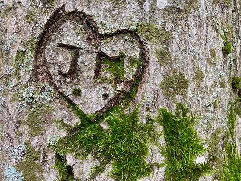Tree trunk with a carved heart and initials in Biogradska Gora park. Montenegro. High quality photo