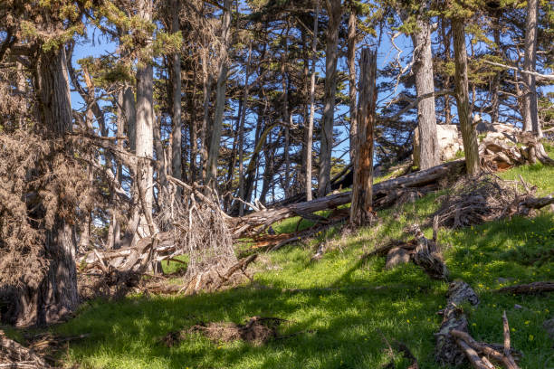 ポイントロボスの風光明媚な海岸の風景 - point lobos state reserve big sur california beach ストックフォトと画像