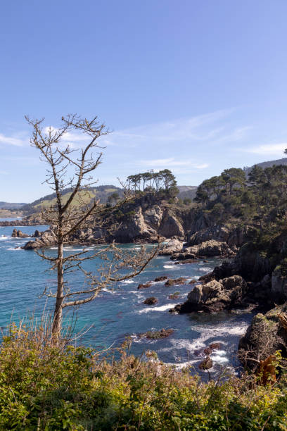 paisaje costero escénico en point lobos - point lobos state reserve big sur california beach fotografías e imágenes de stock