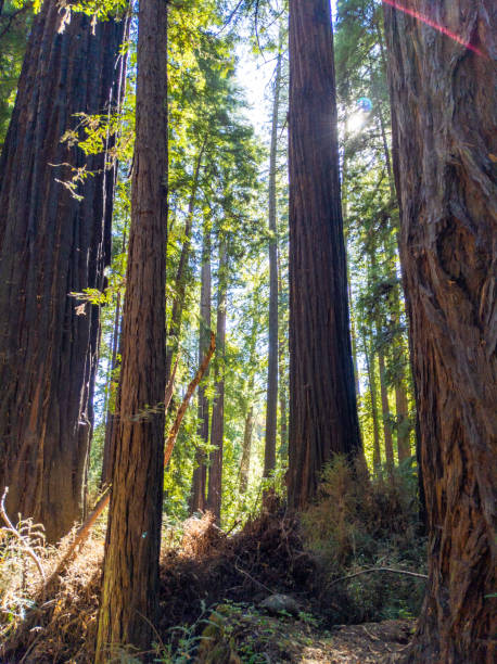 istock California Redwoods 1439858182