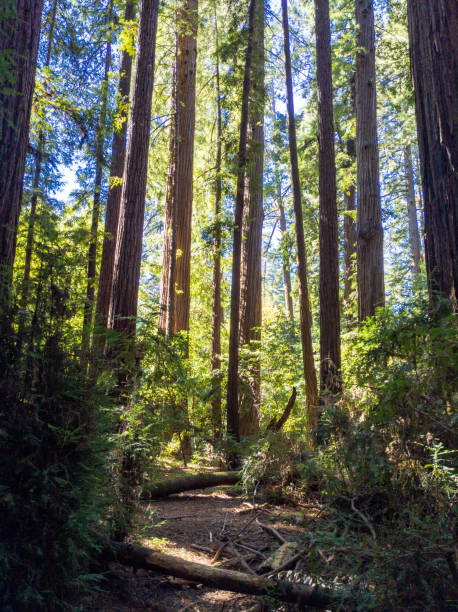 istock California Redwoods 1439858193