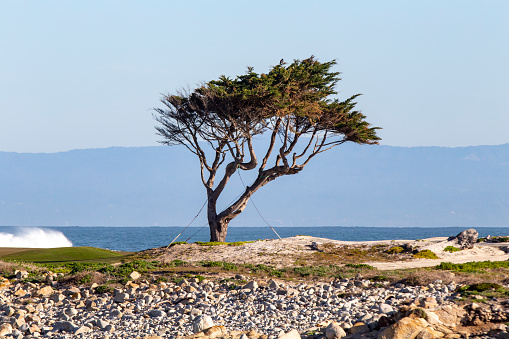 scenic pine tree at the seventeen mile drive near Pebble Beach