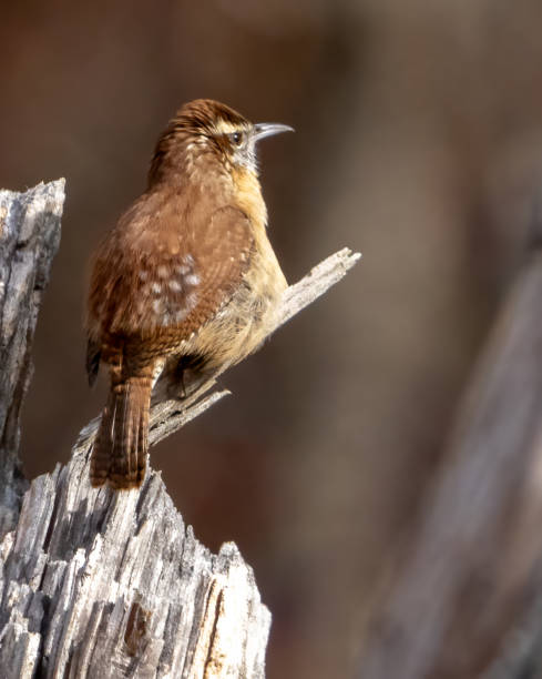 istock Carolina Wren perched for a portrait 1439859270