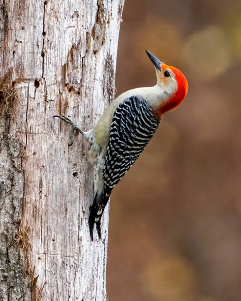 istock Red Bellied Woodpecker 1439859341