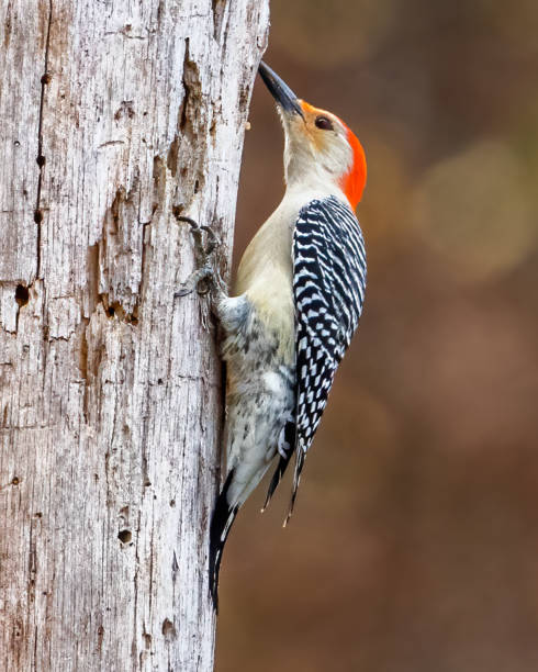 istock Red Bellied Woodpecker 1439859345