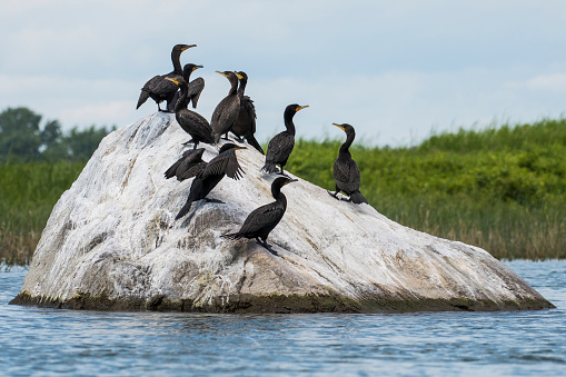 Double-crested Cormorants resting near an island of the St-Lawrence River