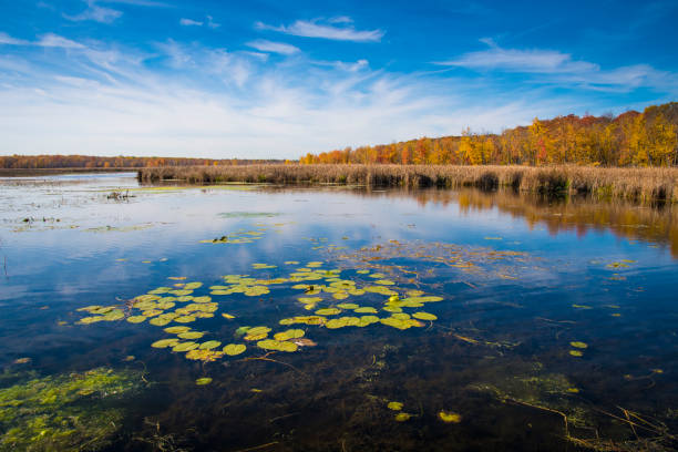 istock View of forest and marsh in a national park 1439862682