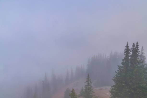 istock Heavy Fog Covering Trees In A Forest 1439862774