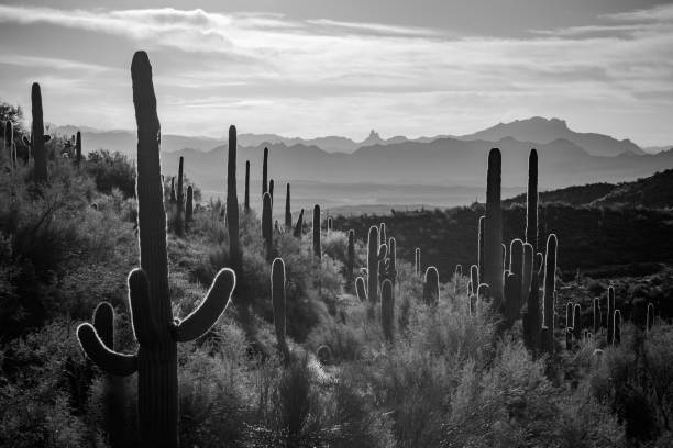 Sunrise in the Majestic McDowell Mountains stock photo