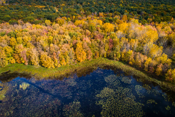 istock Aerial view over forest and marsh in a national park 1439863508