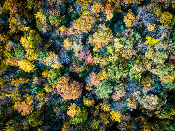 istock Aerial view over forest during vibrant autumn colors 1439863540