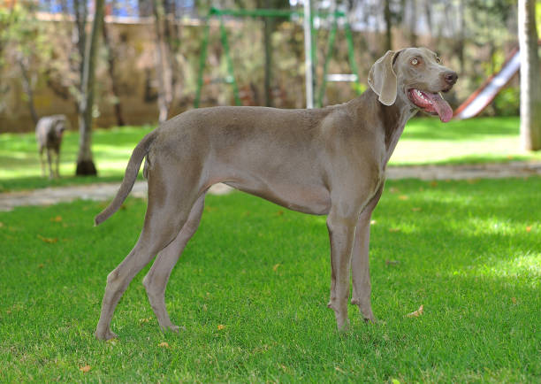 istock a weimaraner breed dog playing in the field 1439866144